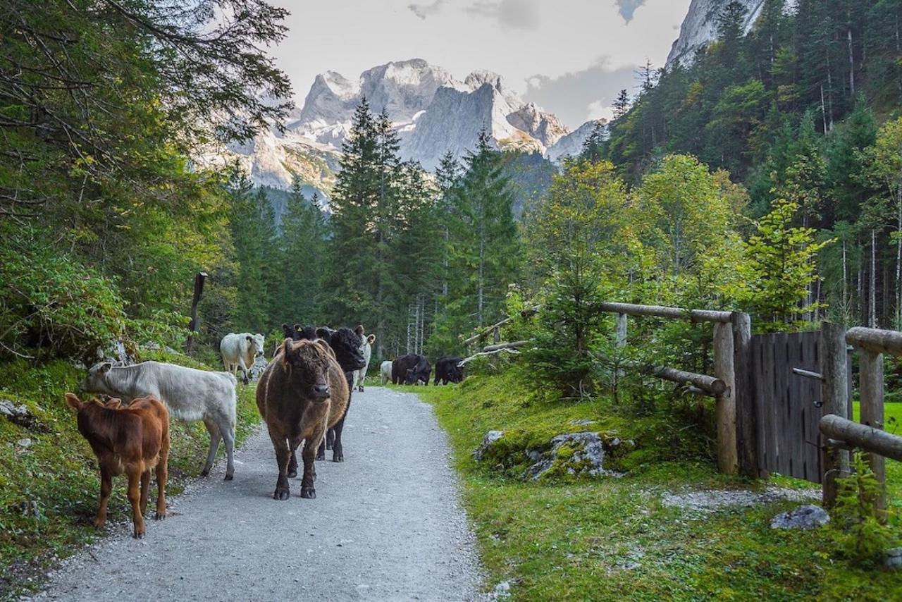 Dachstein 7 Daire Gosau Dış mekan fotoğraf